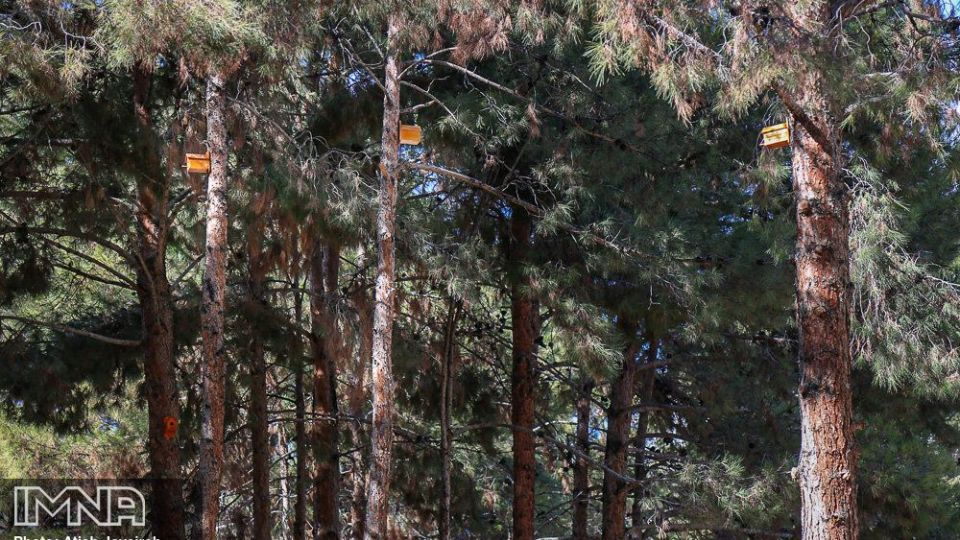 نصب هزار لانه پرنده در منطقه ۸ شهرداری اصفهان