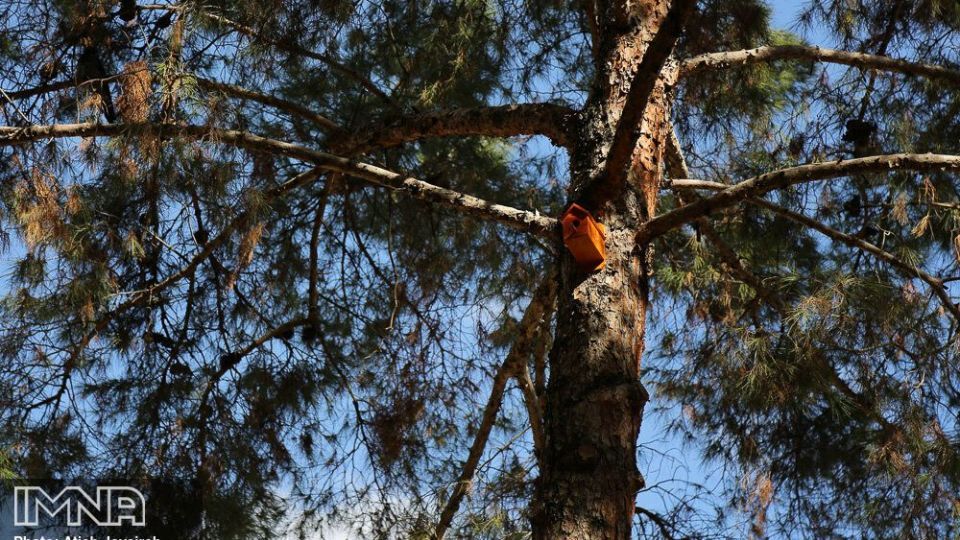 نصب هزار لانه پرنده در منطقه ۸ شهرداری اصفهان