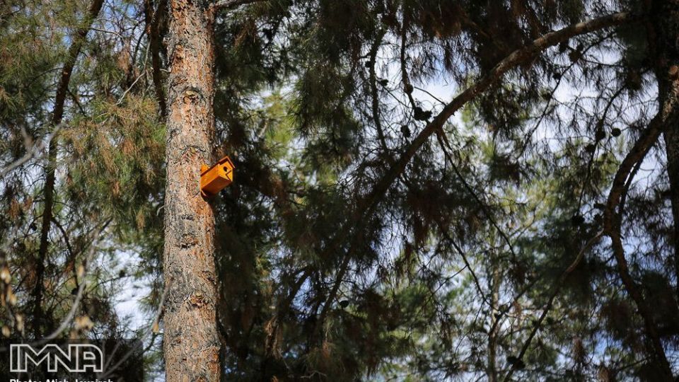 نصب هزار لانه پرنده در منطقه ۸ شهرداری اصفهان