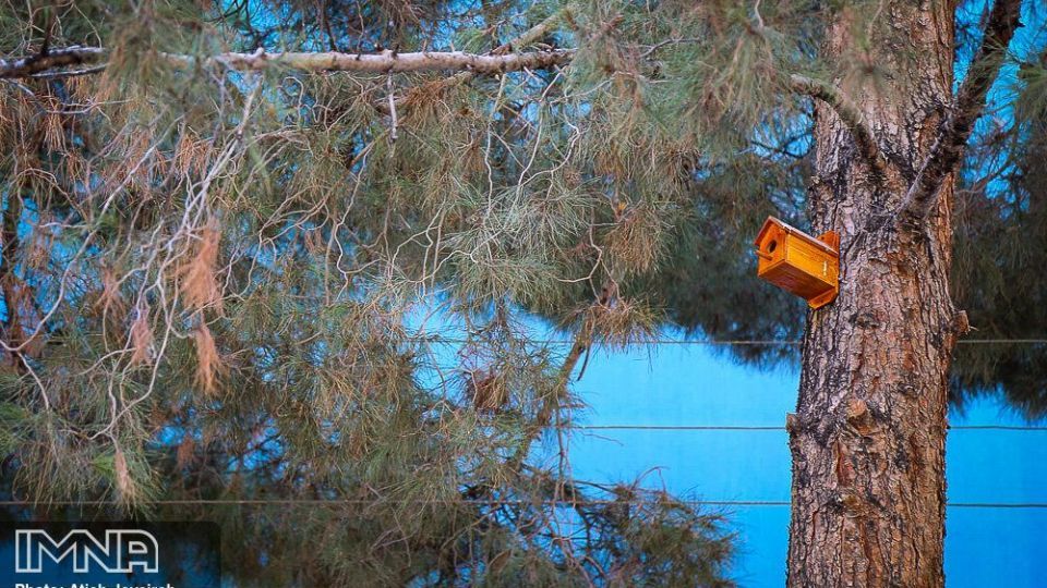 نصب هزار لانه پرنده در منطقه ۸ شهرداری اصفهان