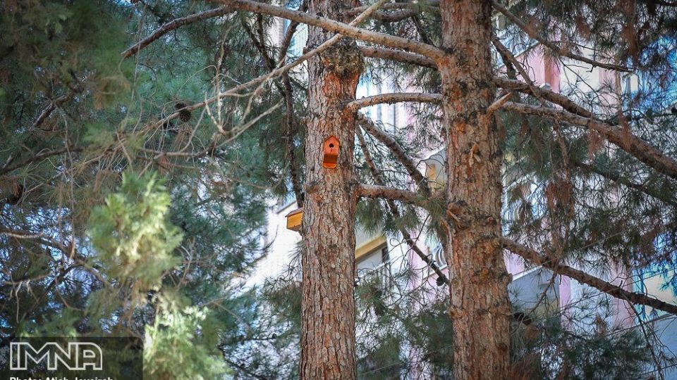 نصب هزار لانه پرنده در منطقه ۸ شهرداری اصفهان