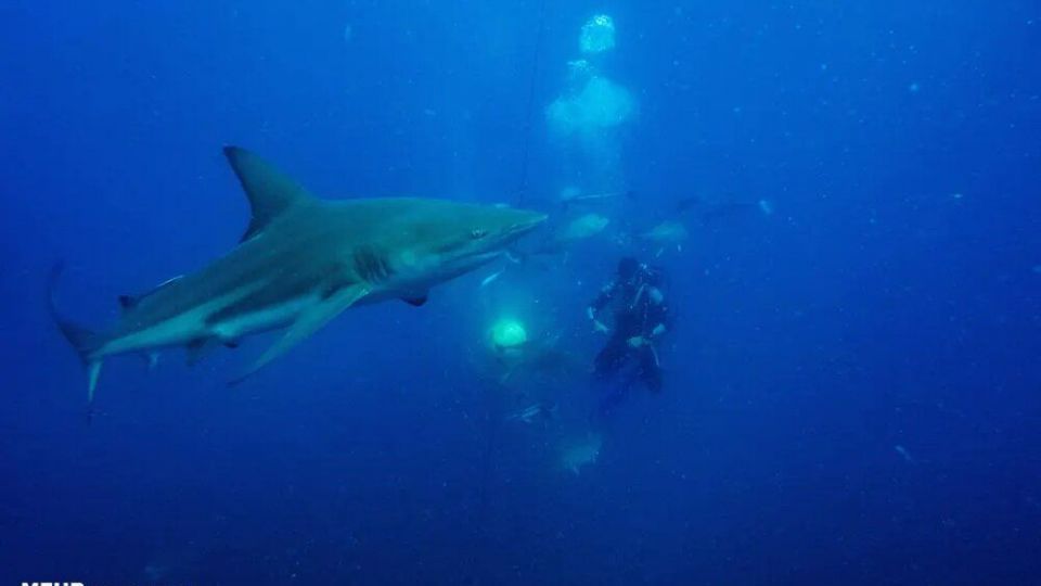 دنیای اعماق اقیانوس از نگاه عکاسان