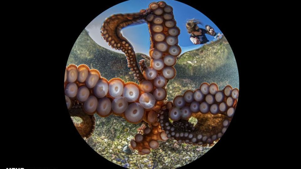 دنیای اعماق اقیانوس از نگاه عکاسان