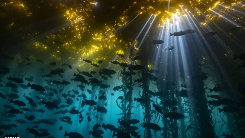 دنیای اعماق اقیانوس از نگاه عکاسان