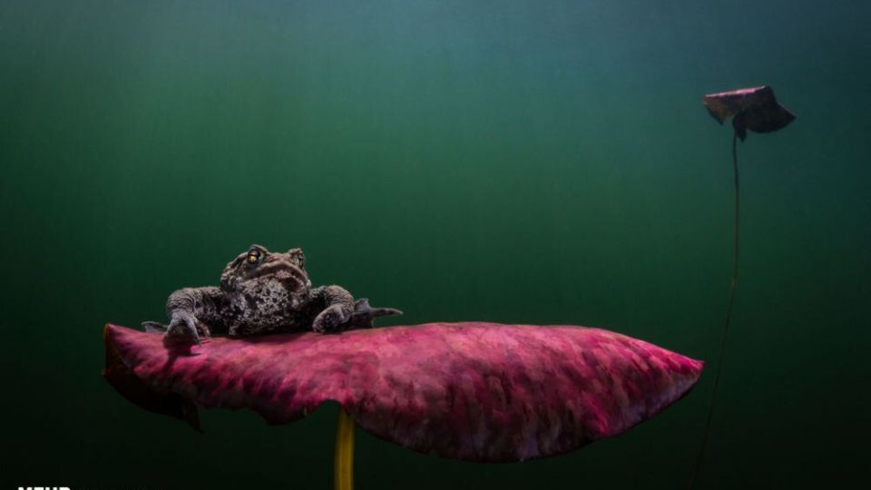 دنیای اعماق اقیانوس از نگاه عکاسان