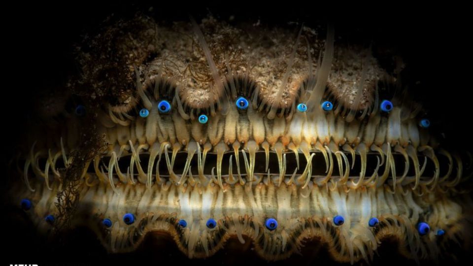 دنیای اعماق اقیانوس از نگاه عکاسان