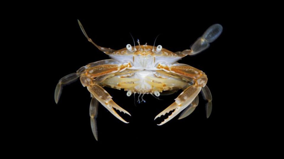 دنیای اعماق اقیانوس از نگاه عکاسان