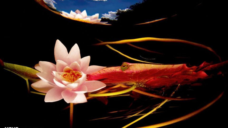 دنیای اعماق اقیانوس از نگاه عکاسان