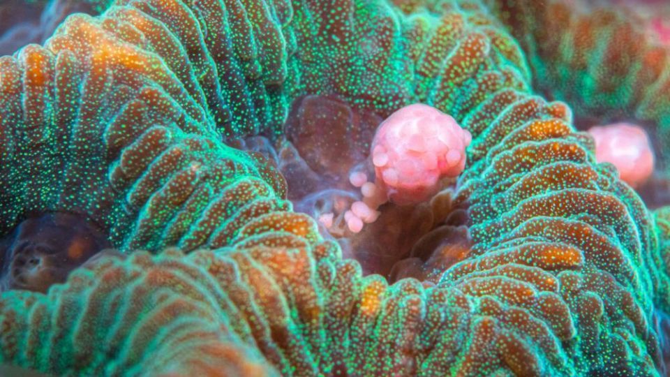 دنیای اعماق اقیانوس از نگاه عکاسان