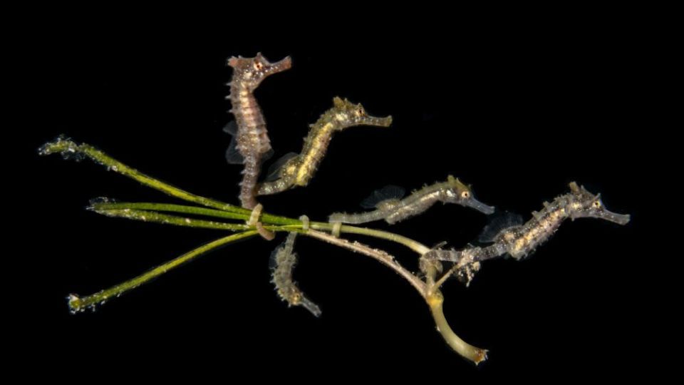 دنیای اعماق اقیانوس از نگاه عکاسان