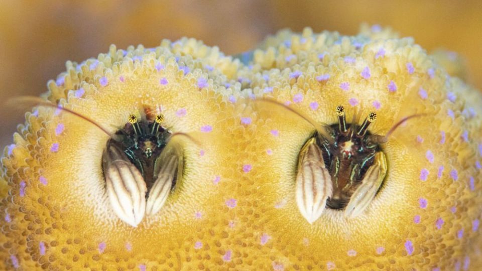 دنیای اعماق اقیانوس از نگاه عکاسان