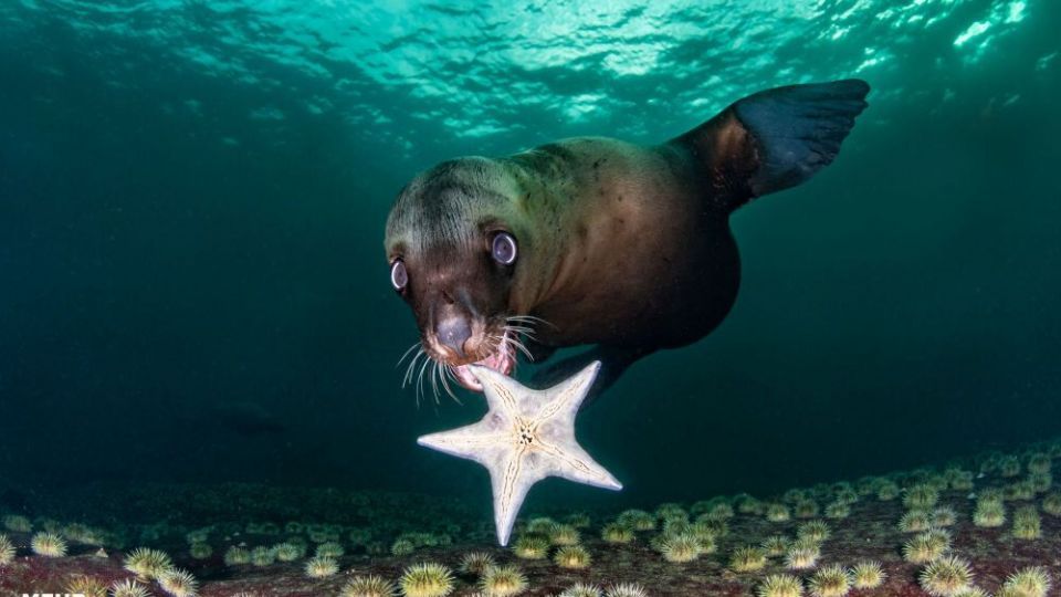 دنیای اعماق اقیانوس از نگاه عکاسان
