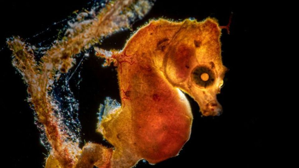 دنیای اعماق اقیانوس از نگاه عکاسان