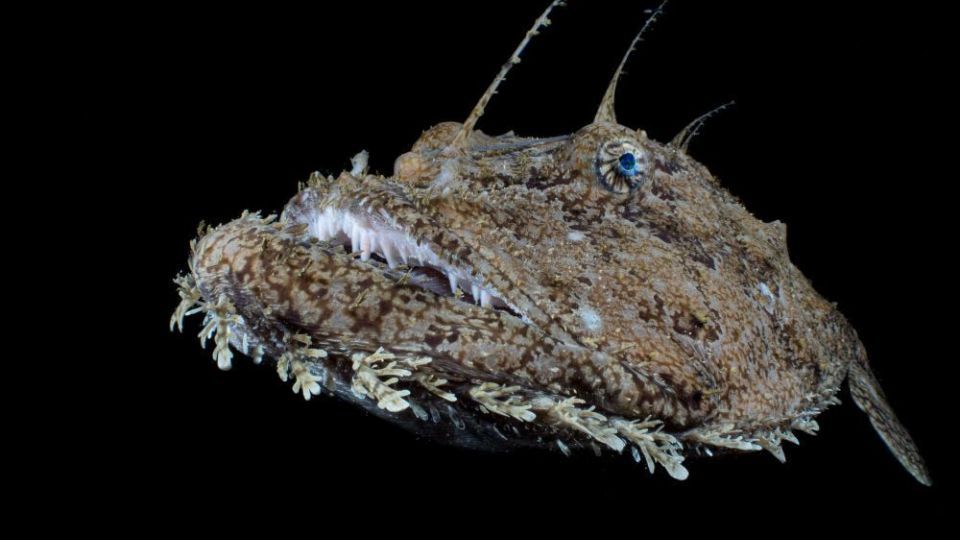 دنیای اعماق اقیانوس از نگاه عکاسان