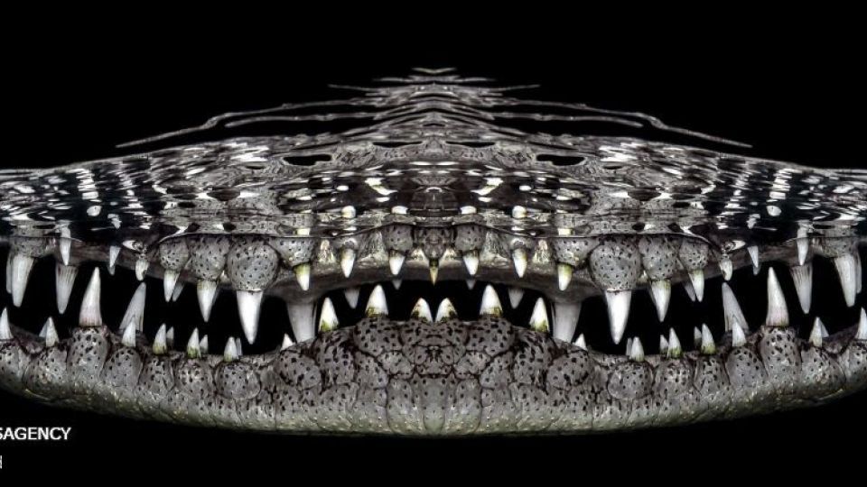 دنیای اعماق اقیانوس از نگاه عکاسان