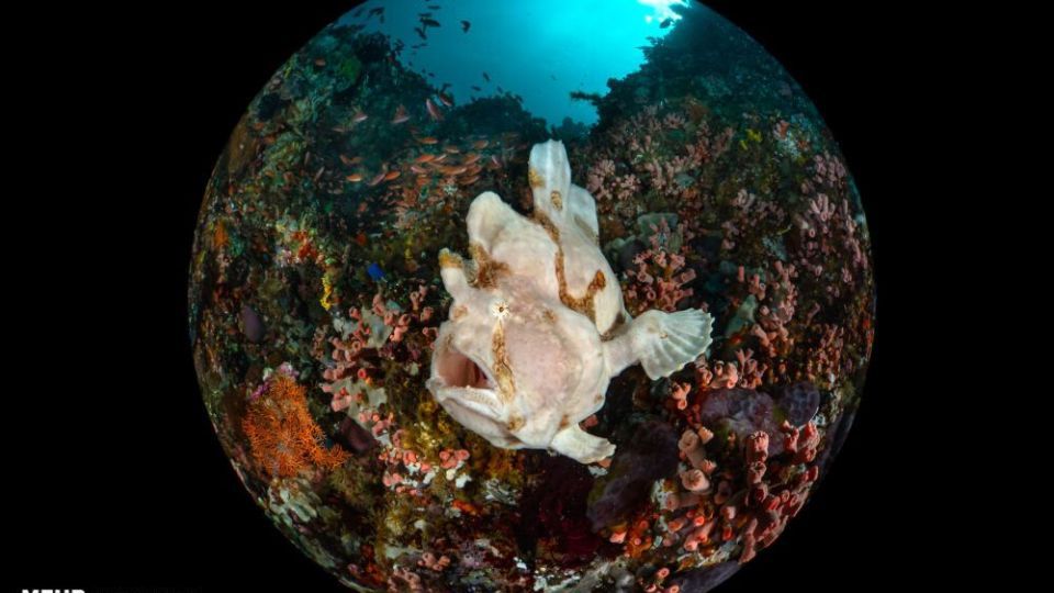 دنیای اعماق اقیانوس از نگاه عکاسان