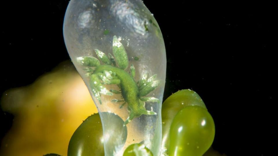 دنیای اعماق اقیانوس از نگاه عکاسان