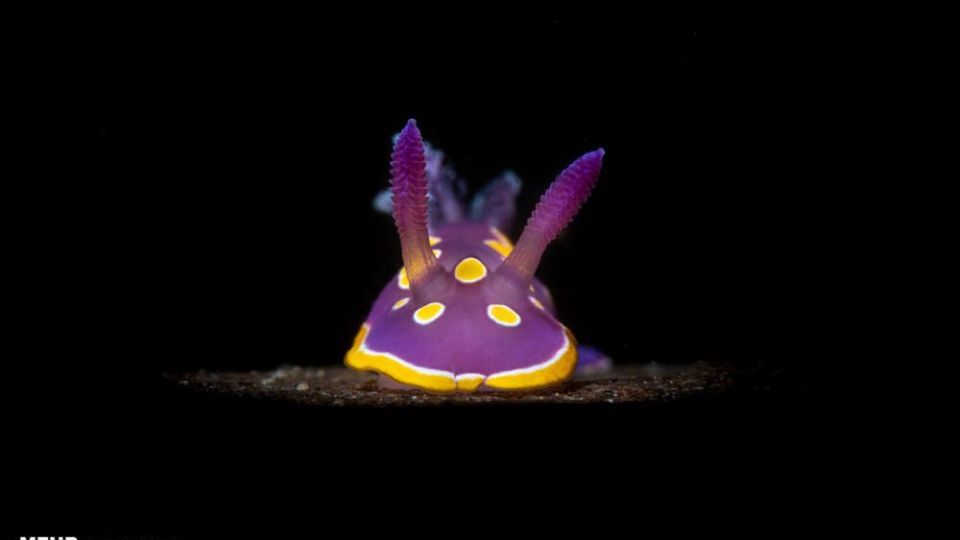 دنیای اعماق اقیانوس از نگاه عکاسان