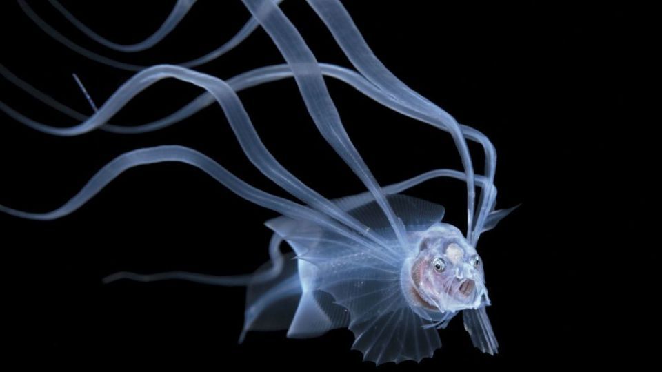 دنیای اعماق اقیانوس از نگاه عکاسان