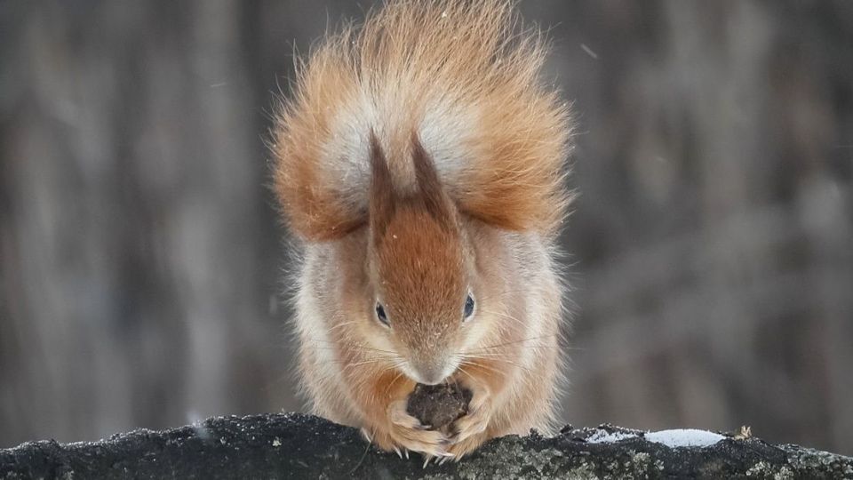 عکس های منتخب هفته از جهان