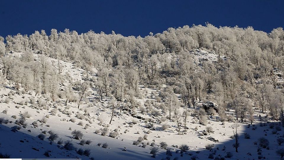 بارش برف در ارتفاعات چالوس