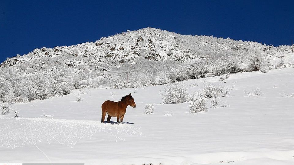 بارش برف در ارتفاعات چالوس