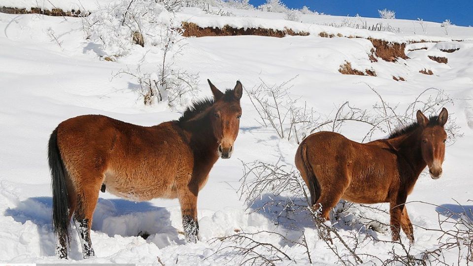 بارش برف در ارتفاعات چالوس