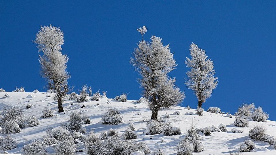 بارش برف در ارتفاعات چالوس