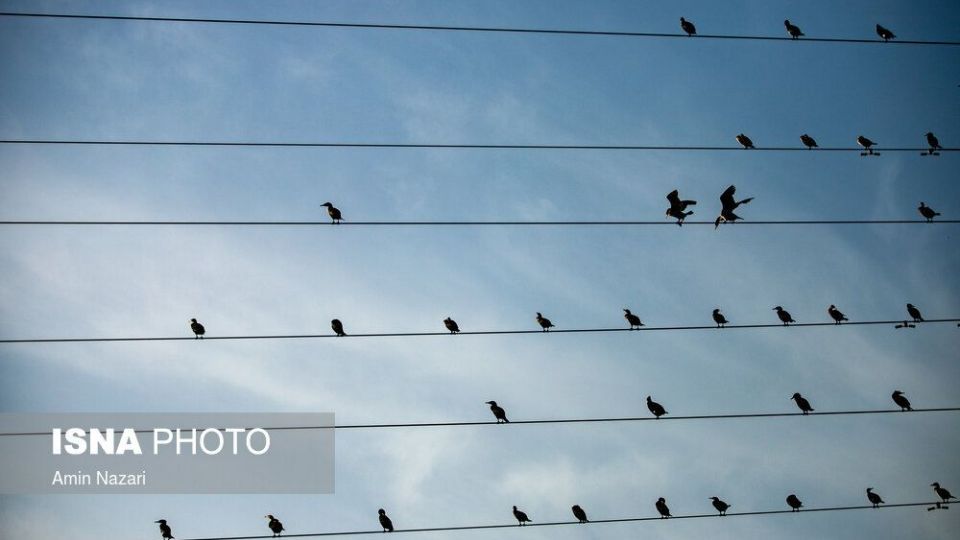 پرندگان تالاب «هورالعظیم»