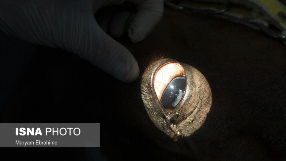 تلاش چند ساعته برای شفای چشمان ۵ حیوان نابینا و کم‌بینا