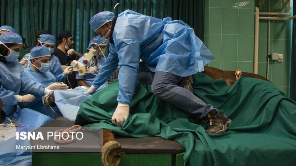 تلاش چند ساعته برای شفای چشمان ۵ حیوان نابینا و کم‌بینا