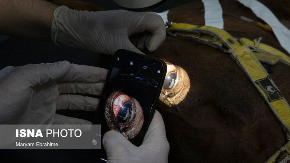 تلاش چند ساعته برای شفای چشمان ۵ حیوان نابینا و کم‌بینا