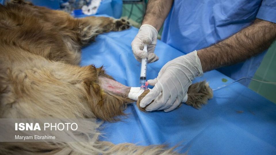 تلاش چند ساعته برای شفای چشمان ۵ حیوان نابینا و کم‌بینا