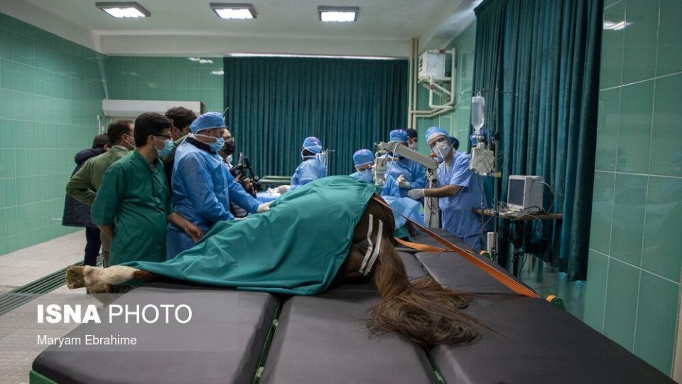 تلاش چند ساعته برای شفای چشمان ۵ حیوان نابینا و کم‌بینا