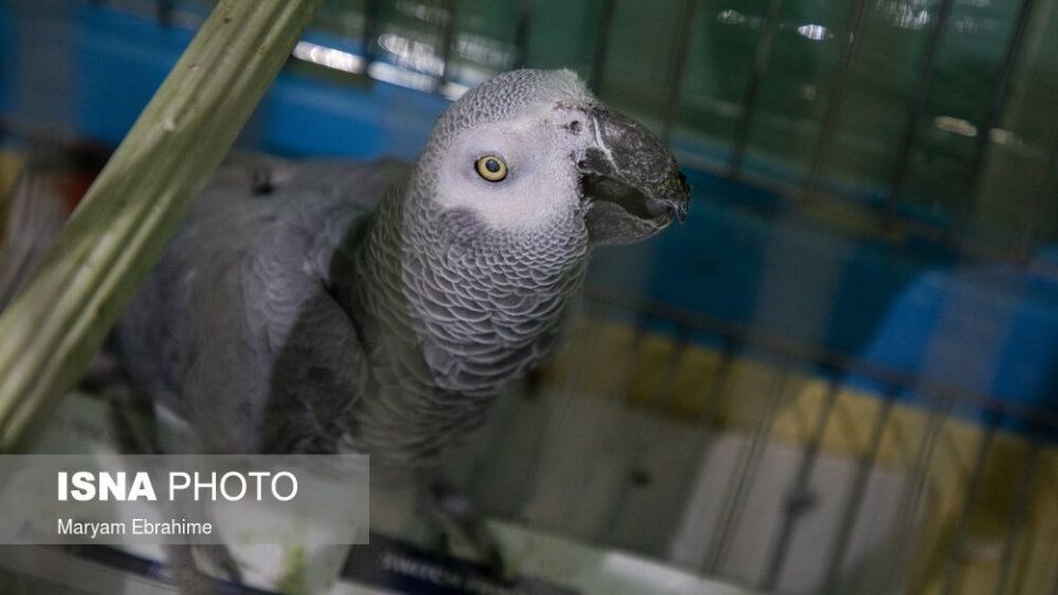 تلاش چند ساعته برای شفای چشمان ۵ حیوان نابینا و کم‌بینا