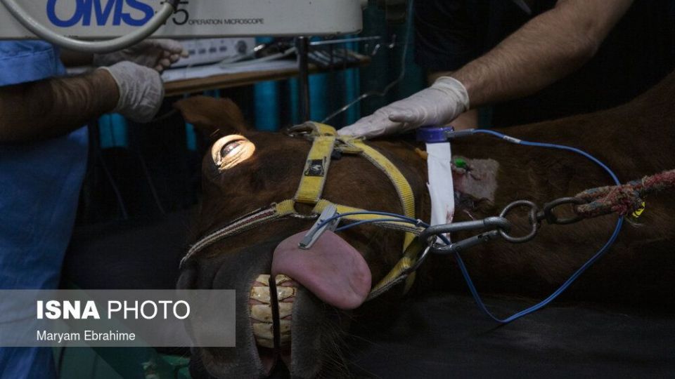تلاش چند ساعته برای شفای چشمان ۵ حیوان نابینا و کم‌بینا