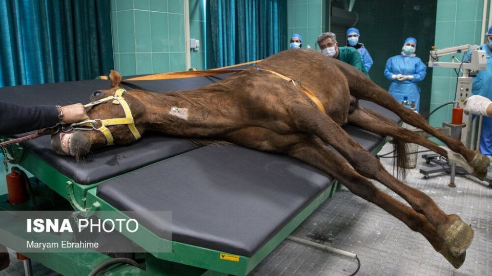 تلاش چند ساعته برای شفای چشمان ۵ حیوان نابینا و کم‌بینا