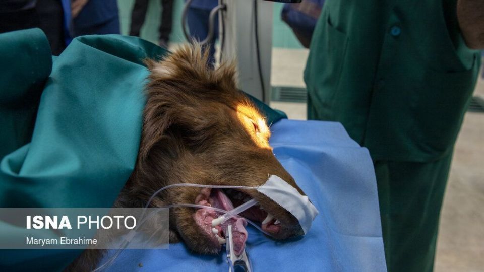 تلاش چند ساعته برای شفای چشمان ۵ حیوان نابینا و کم‌بینا