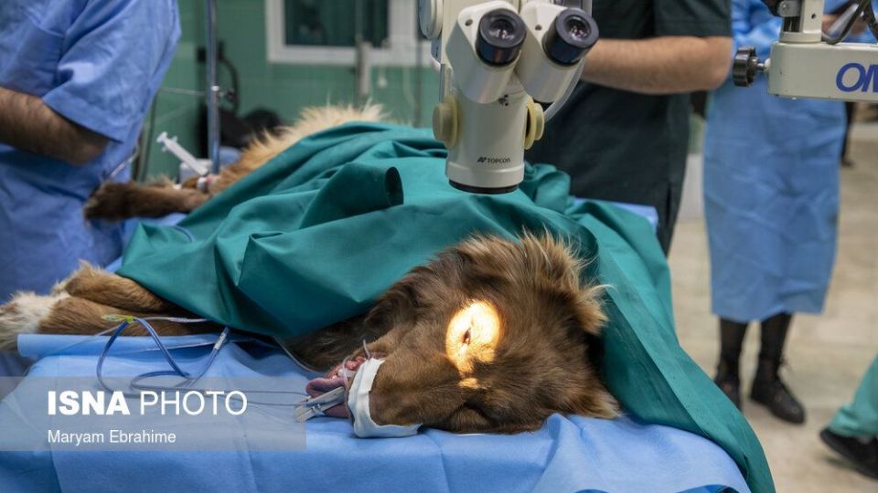 تلاش چند ساعته برای شفای چشمان ۵ حیوان نابینا و کم‌بینا