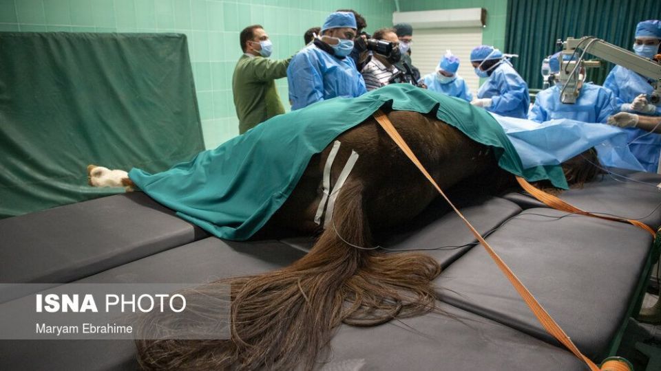 تلاش چند ساعته برای شفای چشمان ۵ حیوان نابینا و کم‌بینا