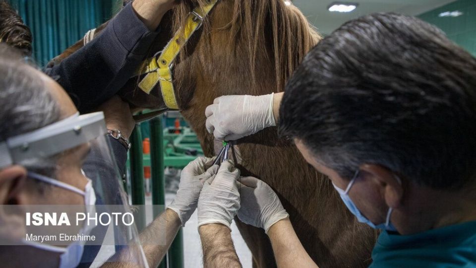 تلاش چند ساعته برای شفای چشمان ۵ حیوان نابینا و کم‌بینا