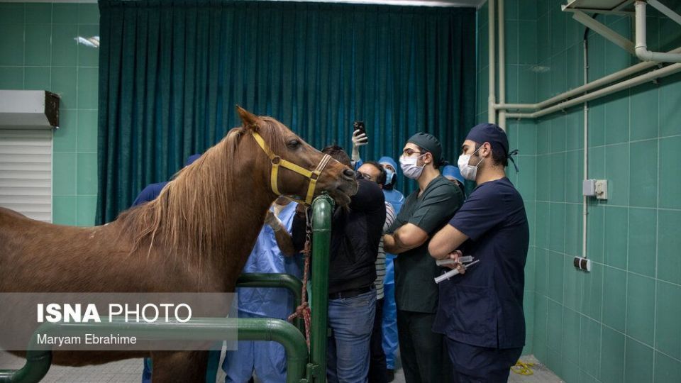 تلاش چند ساعته برای شفای چشمان ۵ حیوان نابینا و کم‌بینا