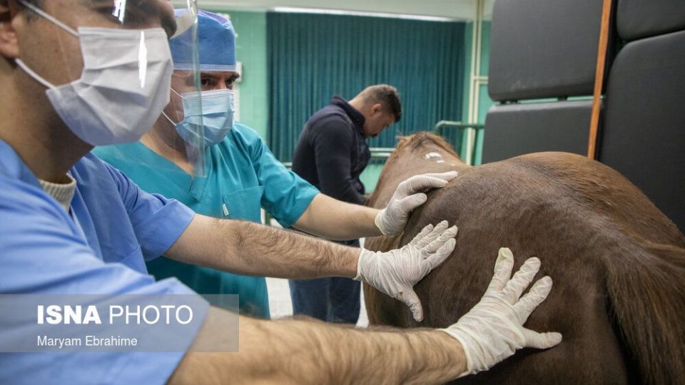 تلاش چند ساعته برای شفای چشمان ۵ حیوان نابینا و کم‌بینا