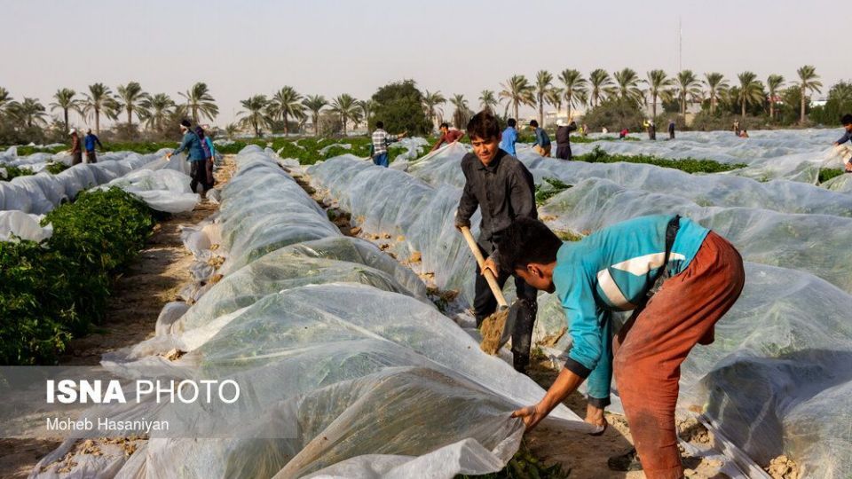 برداشت گوجه فرنگی در بوشهر