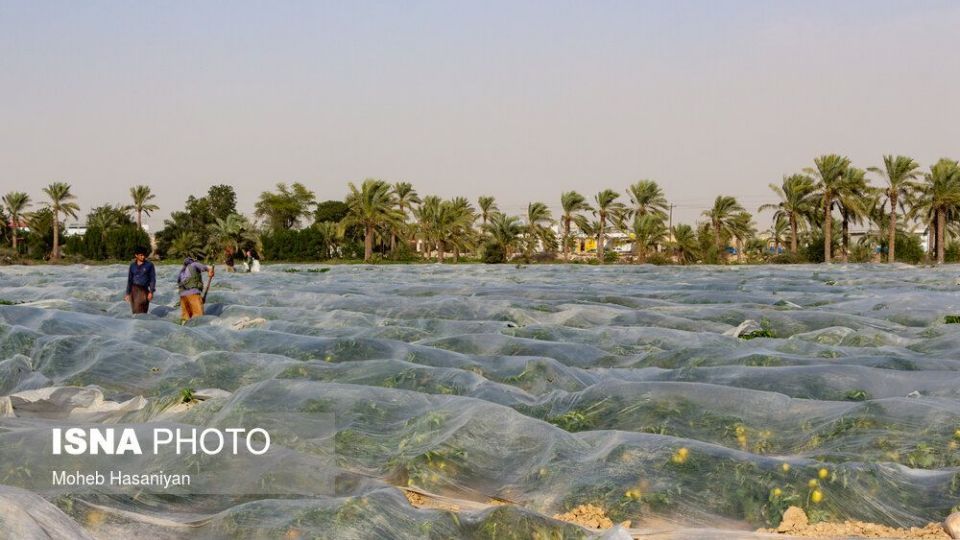 برداشت گوجه فرنگی در بوشهر