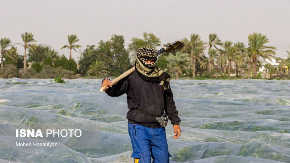 برداشت گوجه فرنگی در بوشهر