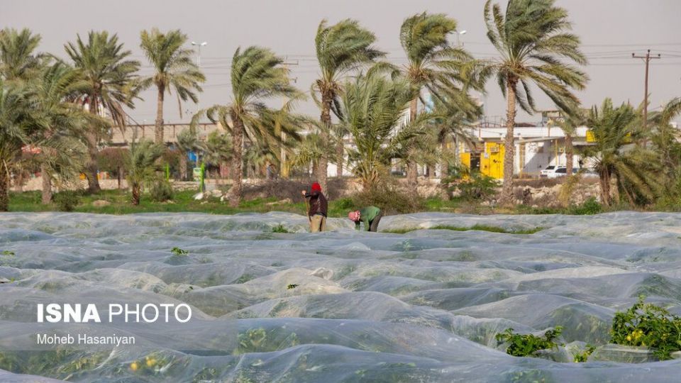 برداشت گوجه فرنگی در بوشهر