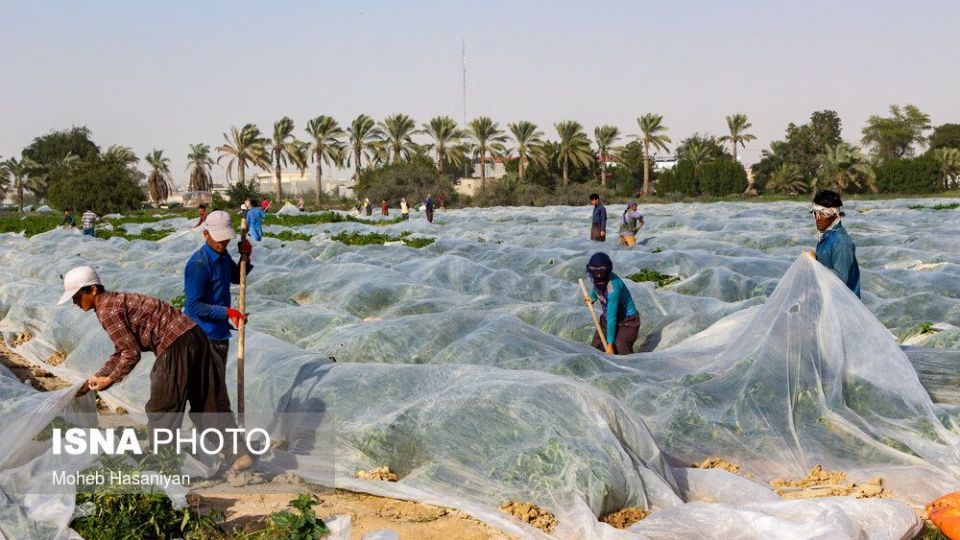 برداشت گوجه فرنگی در بوشهر