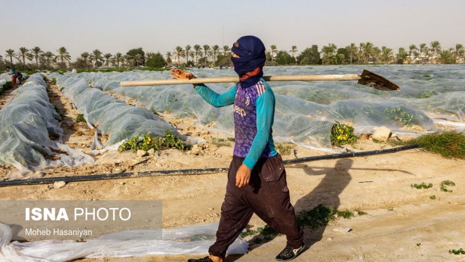 برداشت گوجه فرنگی در بوشهر