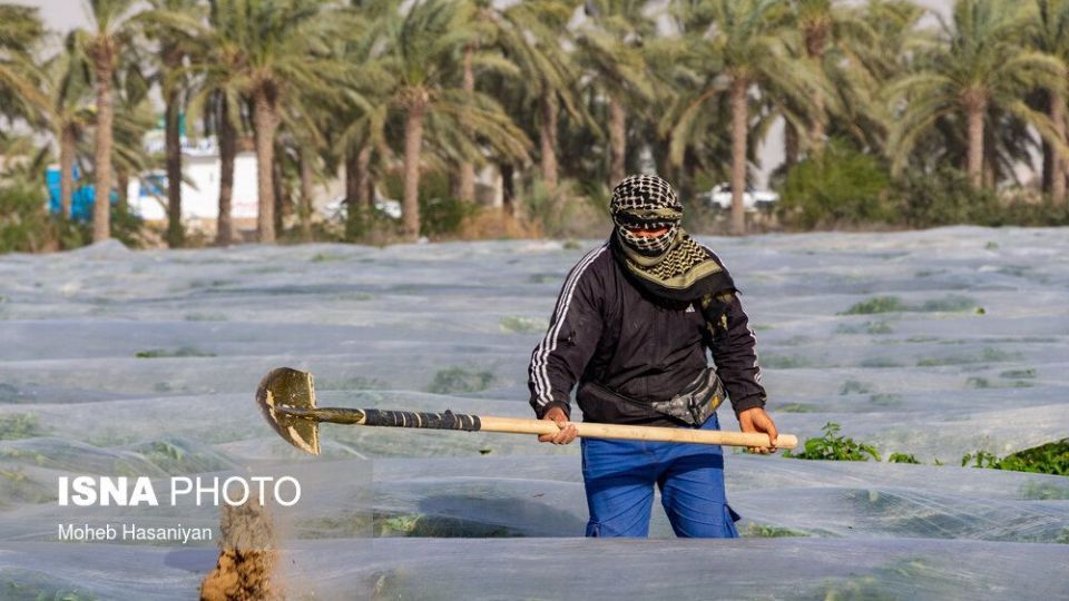 برداشت گوجه فرنگی در بوشهر